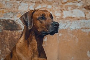 What is Rhodesian Ridgeback Dog average lifespan?