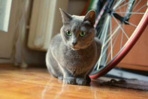 What is Russian Blue cat average lifespan?