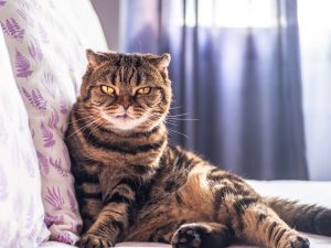 What is Scottish Fold cat average lifespan?