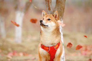 What is Shiba Inu Dog average lifespan?