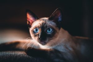 What is Siamese cat average lifespan?