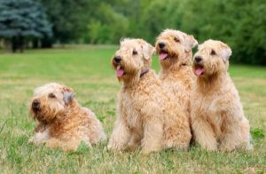 What is Soft Coated Wheaten Terrier Dog average lifespan?