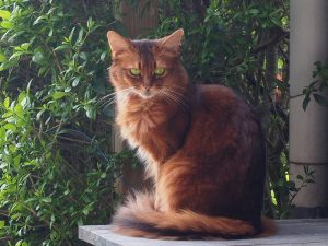 What is Somali cat average lifespan?