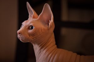 What is Sphynx cat average lifespan?