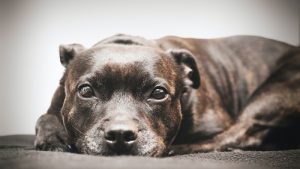 What is Staffordshire Bull Terrier average lifespan?