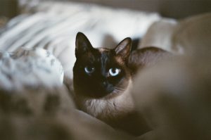 What is Tonkinese cat average lifespan?