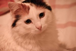 What is Turkish Van cat average lifespan?