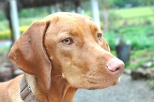 What is Vizsla Dog average lifespan?