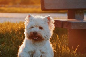 What is West Highland White Terrier average lifespan?