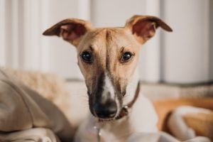 What is Whippet dog average lifespan?