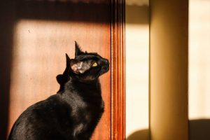 What is Bombay cat average lifespan?