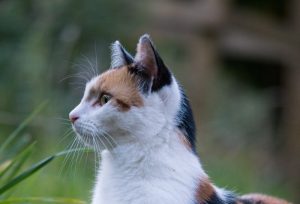 What is Japanese Bobtail average lifespan?