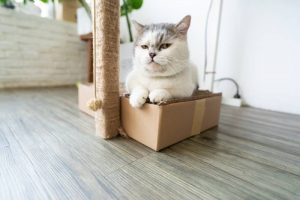 What is Munchkin cat average lifespan?