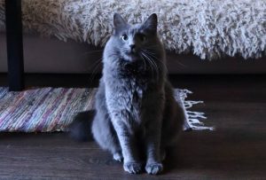 What is Nebelung cat average lifespan?