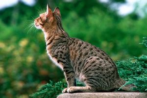 What is Ocicat cat average lifespan?