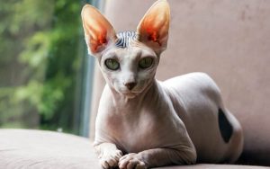 What is Peterbald cat average lifespan?