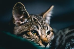 What is Savannah cat average lifespan?