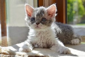 What is Selkirk Rex cat average lifespan?