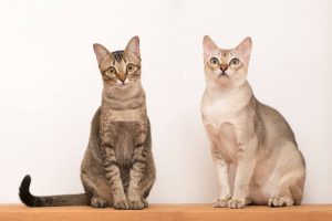 What is Singapura cat average lifespan?