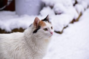 What is Turkish Angora average lifespan?