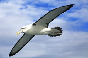 What is Albatross average lifespan?