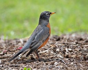 What is American robin average lifespan?