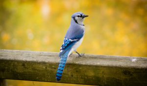 What is Blue Jay average lifespan?