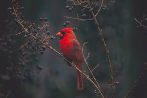 What is Cardinal average lifespan?