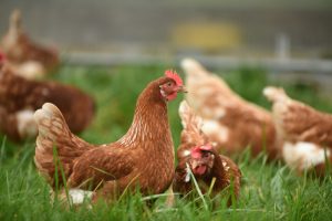 What is Chicken average lifespan?