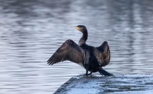 What is Cormorant average lifespan?