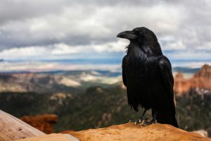 What is Crow average lifespan?