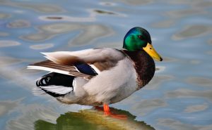 What is Duck average lifespan?