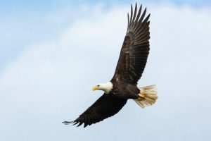 What is Eagle average lifespan?