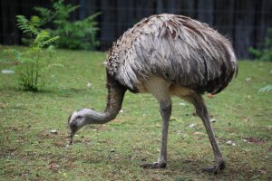 What is Emu average lifespan?