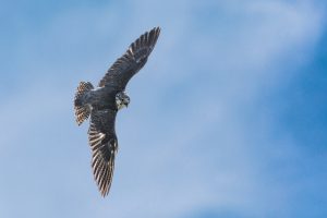 What is Falcon average lifespan?