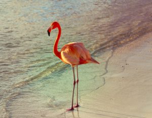 What is Flamingo average lifespan?