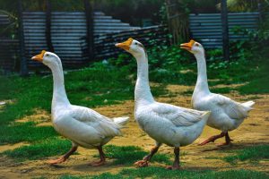 What is Goose average lifespan?