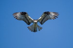 What is Hawk average lifespan?