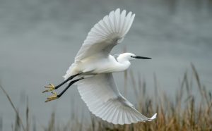 What is Heron average lifespan?