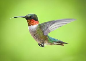 What is Hummingbird average lifespan?