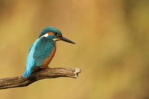 What is Kingfisher average lifespan?