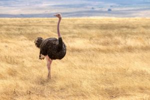 What is Ostrich average lifespan?