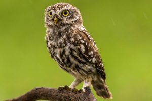 What is Owl average lifespan?