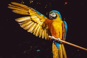 What is Parrot average lifespan?