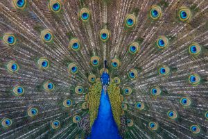 What is Peacock average lifespan?