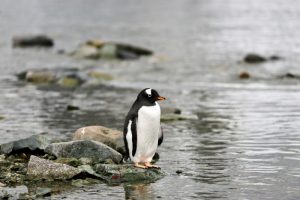 What is Penguin average lifespan?