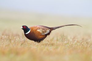 What is Pheasant average lifespan?