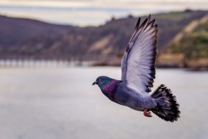 What is Pigeon average lifespan?