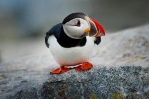 What is Puffin average lifespan?