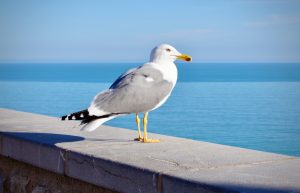 What is Seagull average lifespan?